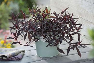 杀戮尖塔开发商新作《Tales & Tactics》Steam页面上线 年内发售